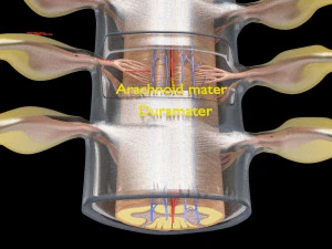 Spinal cord symphathetic intercostal nerve labelled detail 3D Model