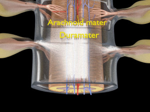 Spinal cord symphathetic intercostal nerve labelled detail Model 3D
