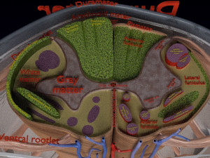 Spinal cord symphathetic intercostal nerve labelled detail Model 3D