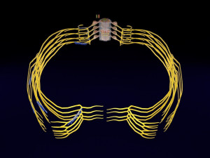 Spinal cord symphathetic intercostal nerve labelled detail Model 3D