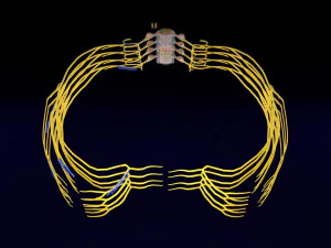 Spinal cord symphathetic intercostal nerve labelled detail 3D Model