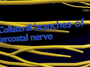 Spinal cord symphathetic intercostal nerve labelled detail Model 3D