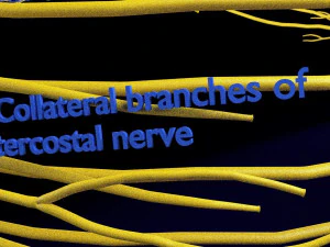 Spinal cord symphathetic intercostal nerve labelled detail 3D Model