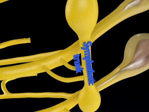 Spinal cord symphathetic intercostal nerve labelled detail Model 3D
