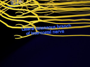 Spinal cord symphathetic intercostal nerve labelled detail Model 3D