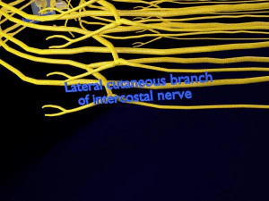 Spinal cord symphathetic intercostal nerve labelled detail 3D Model