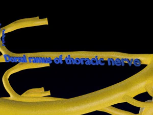 Spinal cord symphathetic intercostal nerve labelled detail 3D Model