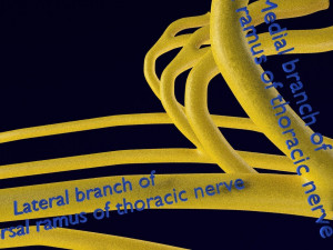 Spinal cord symphathetic intercostal nerve labelled detail Model 3D