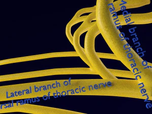 Spinal cord symphathetic intercostal nerve labelled detail 3D Model