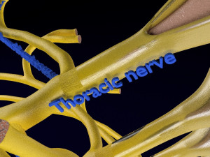 Spinal cord symphathetic intercostal nerve labelled detail Model 3D