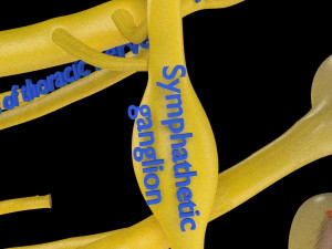 Spinal cord symphathetic intercostal nerve labelled detail Model 3D