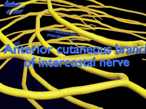 Spinal cord symphathetic intercostal nerve labelled detail Model 3D