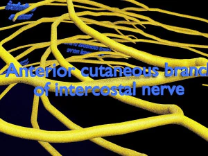 Spinal cord symphathetic intercostal nerve labelled detail 3D Model