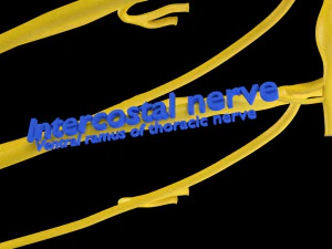 Spinal cord symphathetic intercostal nerve labelled detail 3D Model