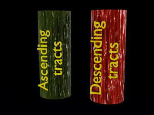 Spinal cord symphathetic intercostal nerve labelled detail Model 3D