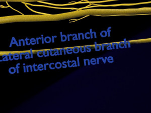 Spinal cord symphathetic intercostal nerve labelled detail Model 3D
