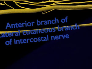Spinal cord symphathetic intercostal nerve labelled detail 3D Model