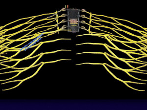 Spinal cord symphathetic intercostal nerve labelled detail Model 3D