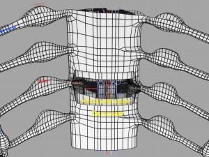 Spinal cord symphathetic intercostal nerve labelled detail Model 3D