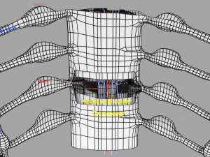 Spinal cord symphathetic intercostal nerve labelled detail 3D Model