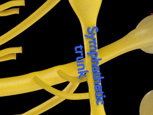 Spinal cord symphathetic intercostal nerve labelled detail Model 3D