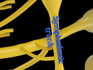 Spinal cord symphathetic intercostal nerve labelled detail 3D Model