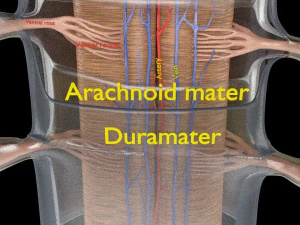 Spinal cord symphathetic intercostal nerve labelled detail 3D Model