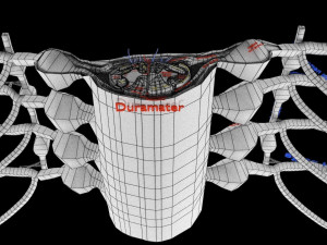 Spinal cord symphathetic intercostal nerve labelled detail Model 3D