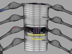 Spinal cord symphathetic intercostal nerve labelled detail 3D Model