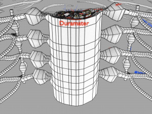 Spinal cord symphathetic intercostal nerve labelled detail Model 3D