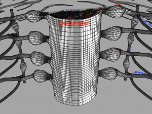 Spinal cord symphathetic intercostal nerve labelled detail 3D Model