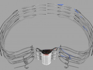 Spinal cord symphathetic intercostal nerve labelled detail Model 3D
