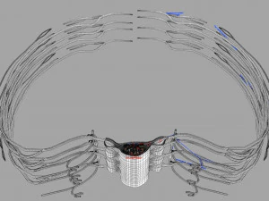 Spinal cord symphathetic intercostal nerve labelled detail 3D Model