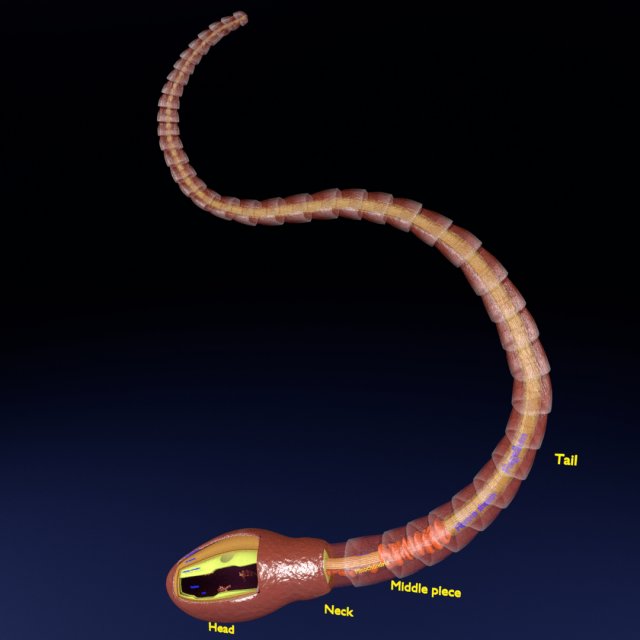 3D sperm spermatozoa 3D 模型 .c4d .max .obj .3ds .fbx .stl .blend 