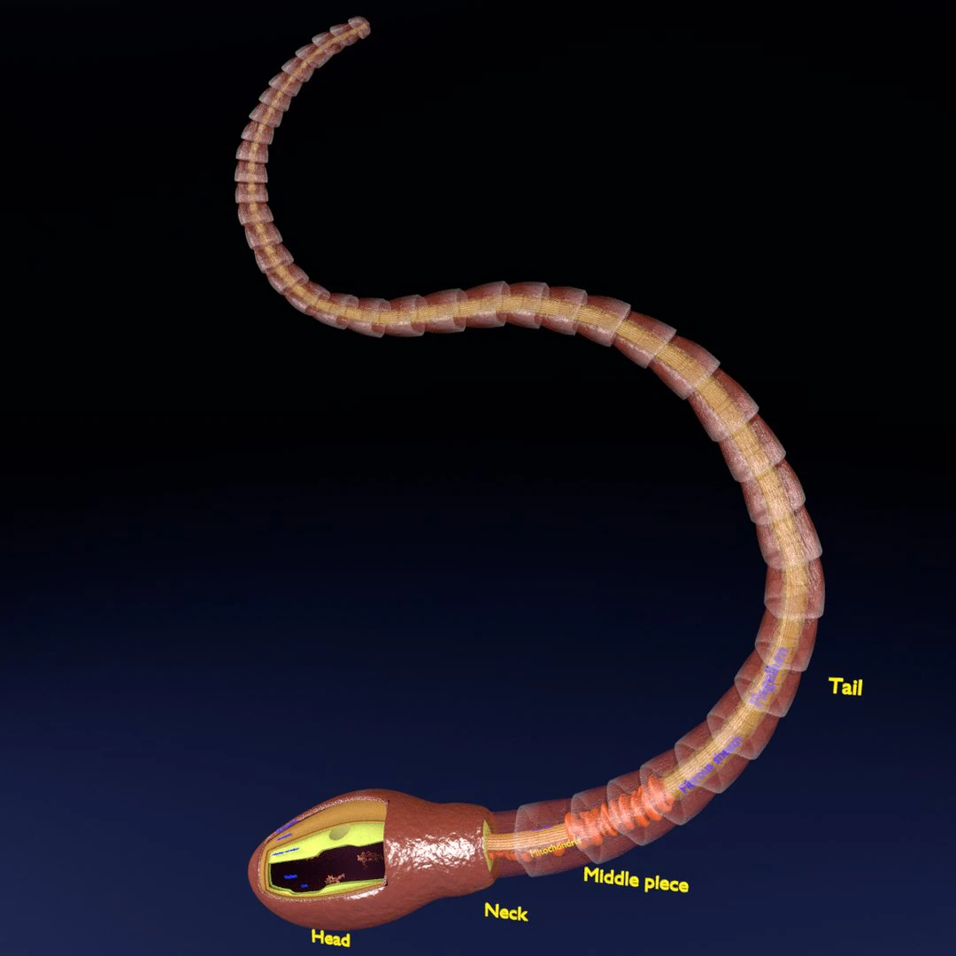 3D sperm spermatozoa 3D Model .c4d .max .obj .3ds .fbx .stl .blend 