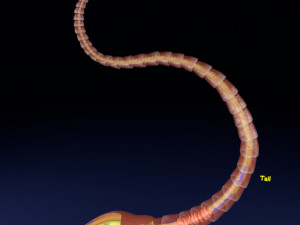 3D sperm spermatozoa 3D मॉडल