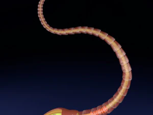 3D sperm spermatozoa 3D Model