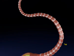3D sperm spermatozoa 3D Model