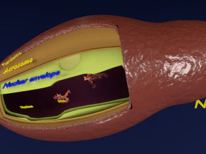 3D sperm spermatozoa 3D Model