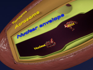 3D sperm spermatozoa 3D 模型