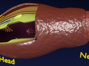 3D sperm spermatozoa 3D 模型