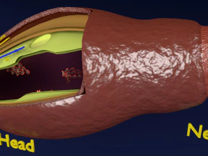 3D sperm spermatozoa 3D Model