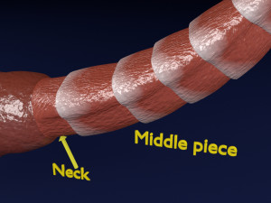 3D sperm spermatozoa 3D 模型