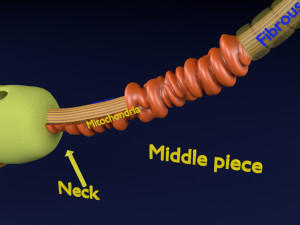 3D sperm spermatozoa 3D 模型