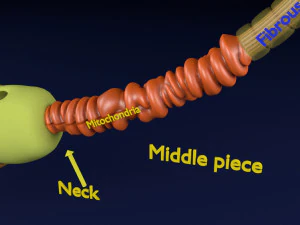 3D sperm spermatozoa 3D Model