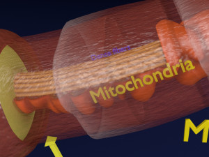 3D sperm spermatozoa 3D 模型