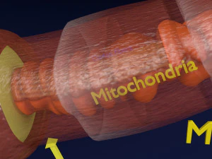3D sperm spermatozoa 3D Model