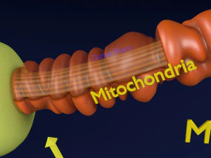 3D sperm spermatozoa 3D Model