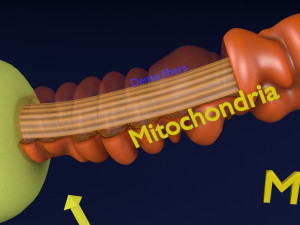 3D sperm spermatozoa 3D 模型