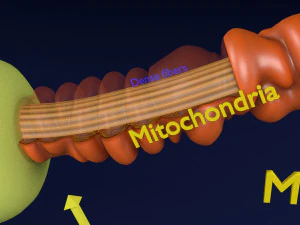 3D sperm spermatozoa 3D Model